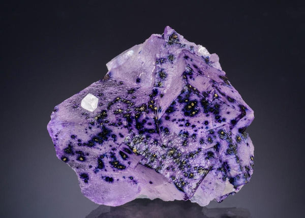 CC43810 specimen image