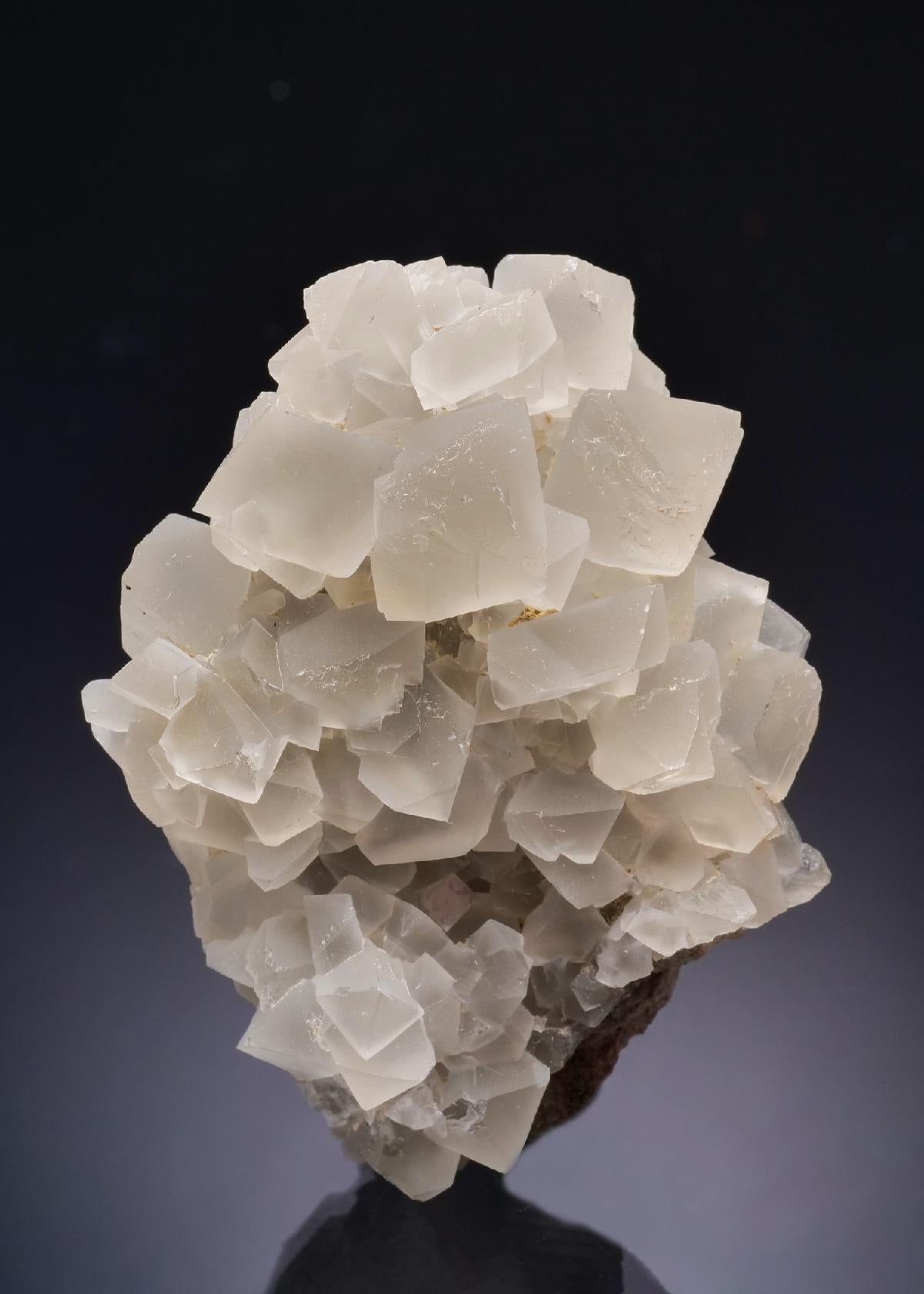 CC43886 specimen image