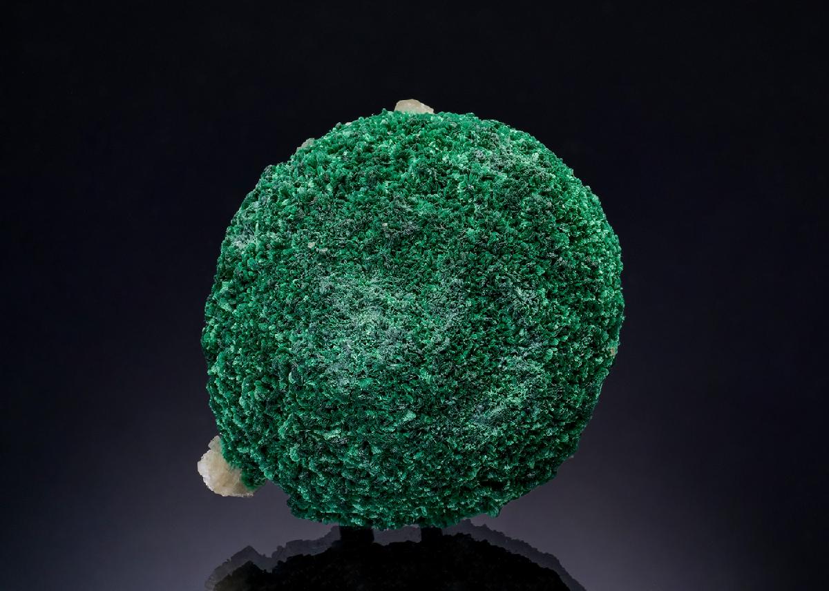 CC43898 specimen image