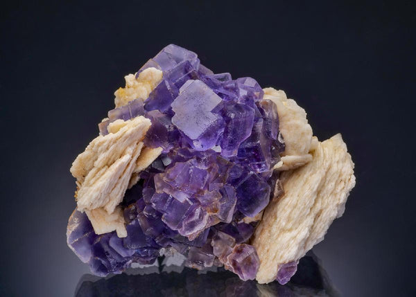 CC44094 specimen image