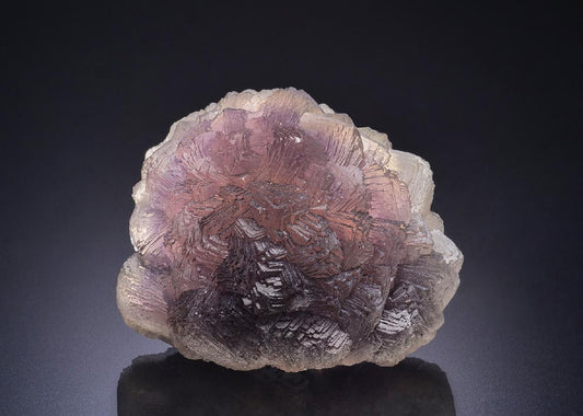 CC44192 specimen image