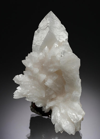 CC4422 specimen image