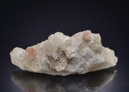 CC44288 specimen image