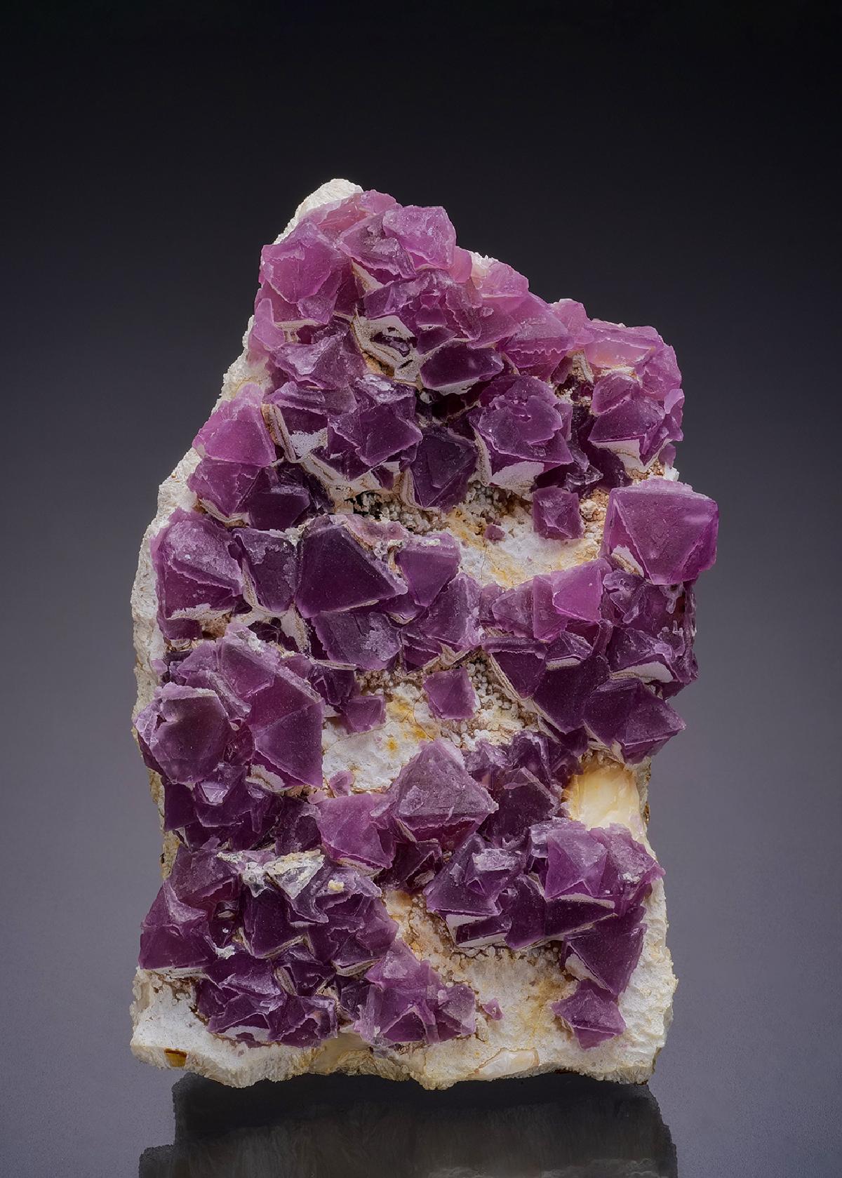 CC44408 specimen image