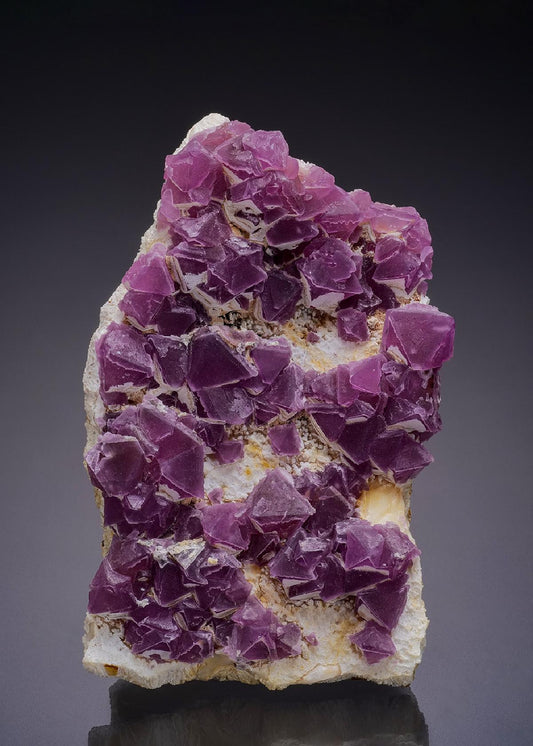 CC44408 specimen image