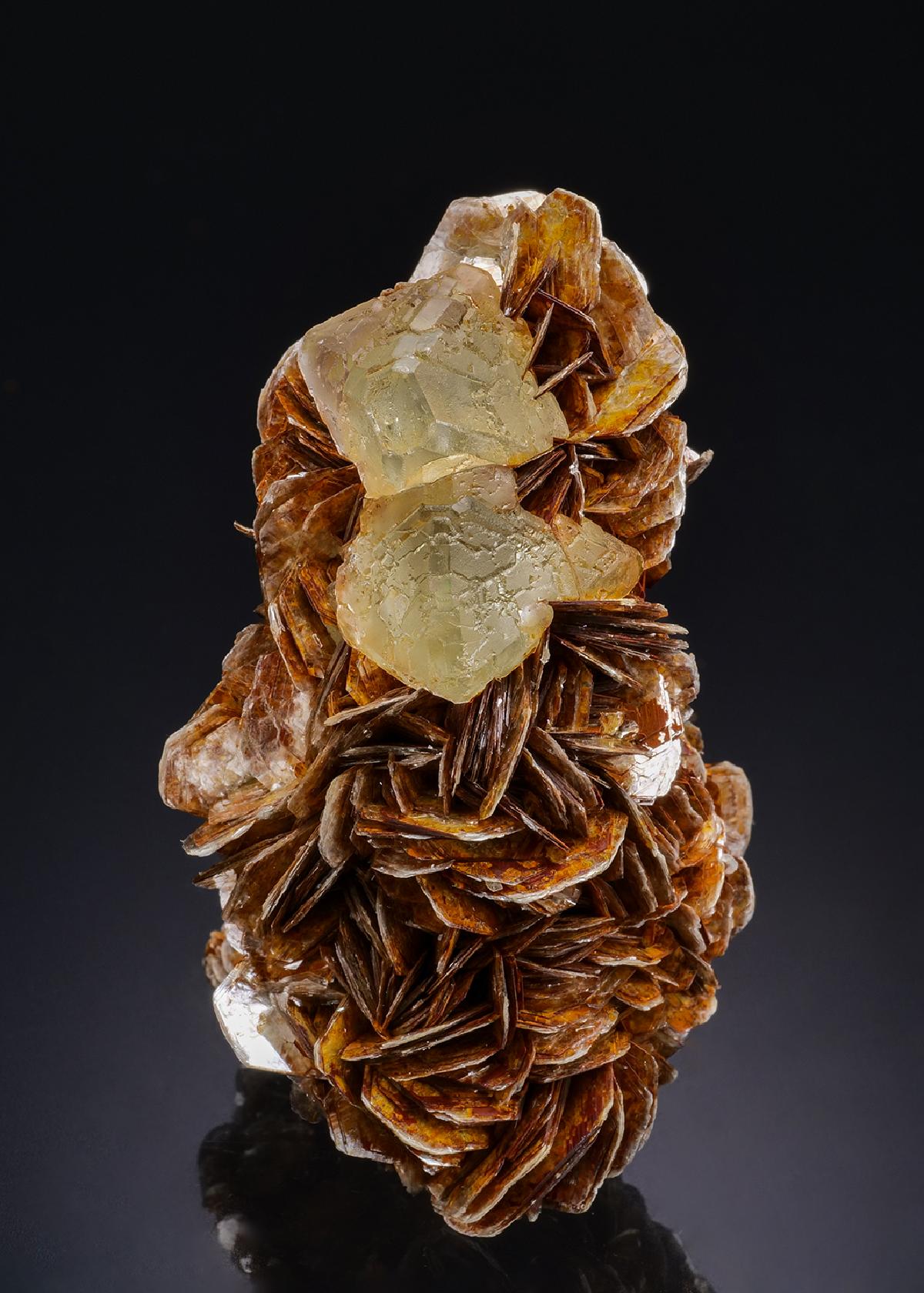 CC44460 specimen image