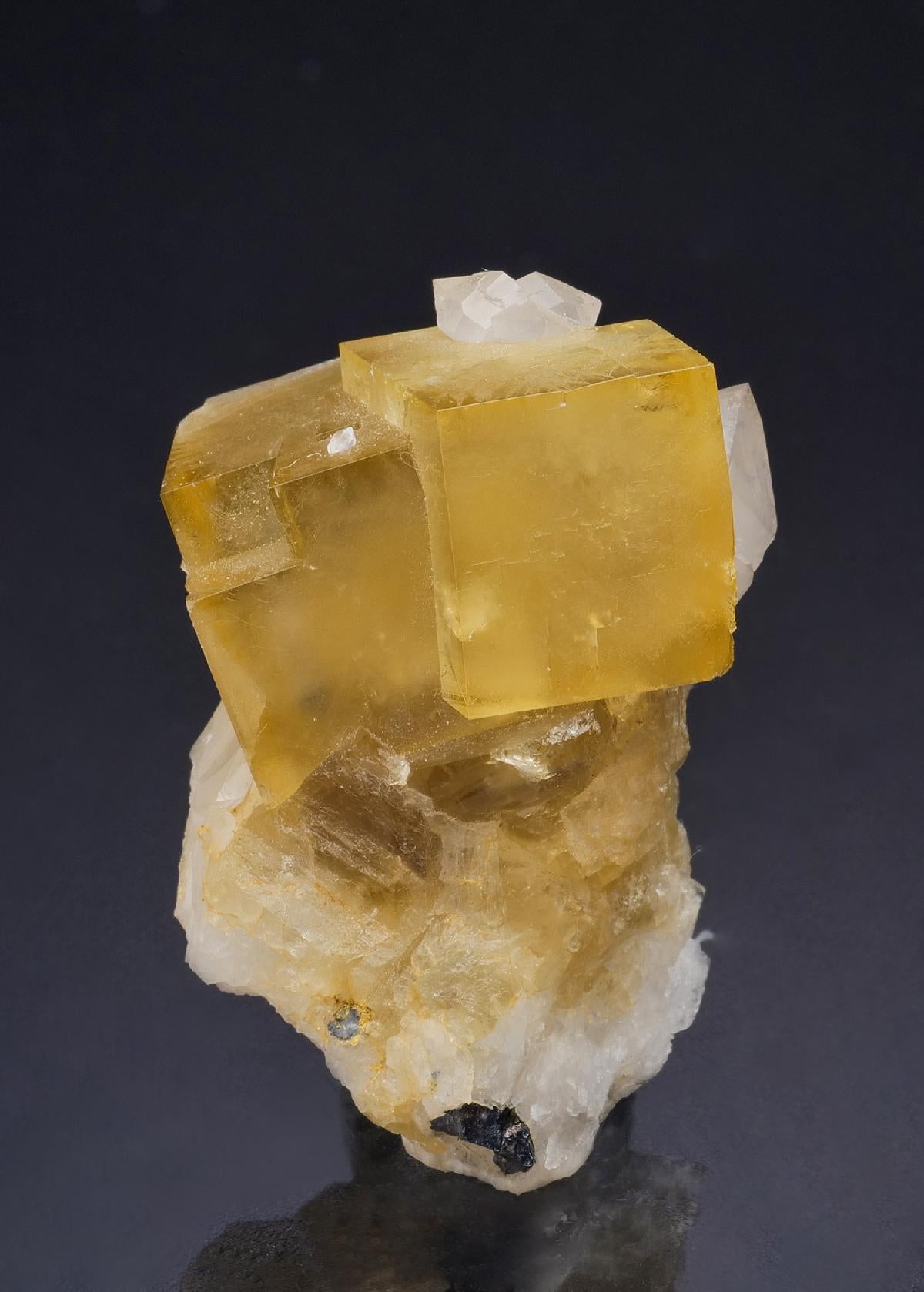 CC44668 specimen image