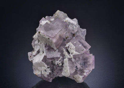 CC44788 specimen image