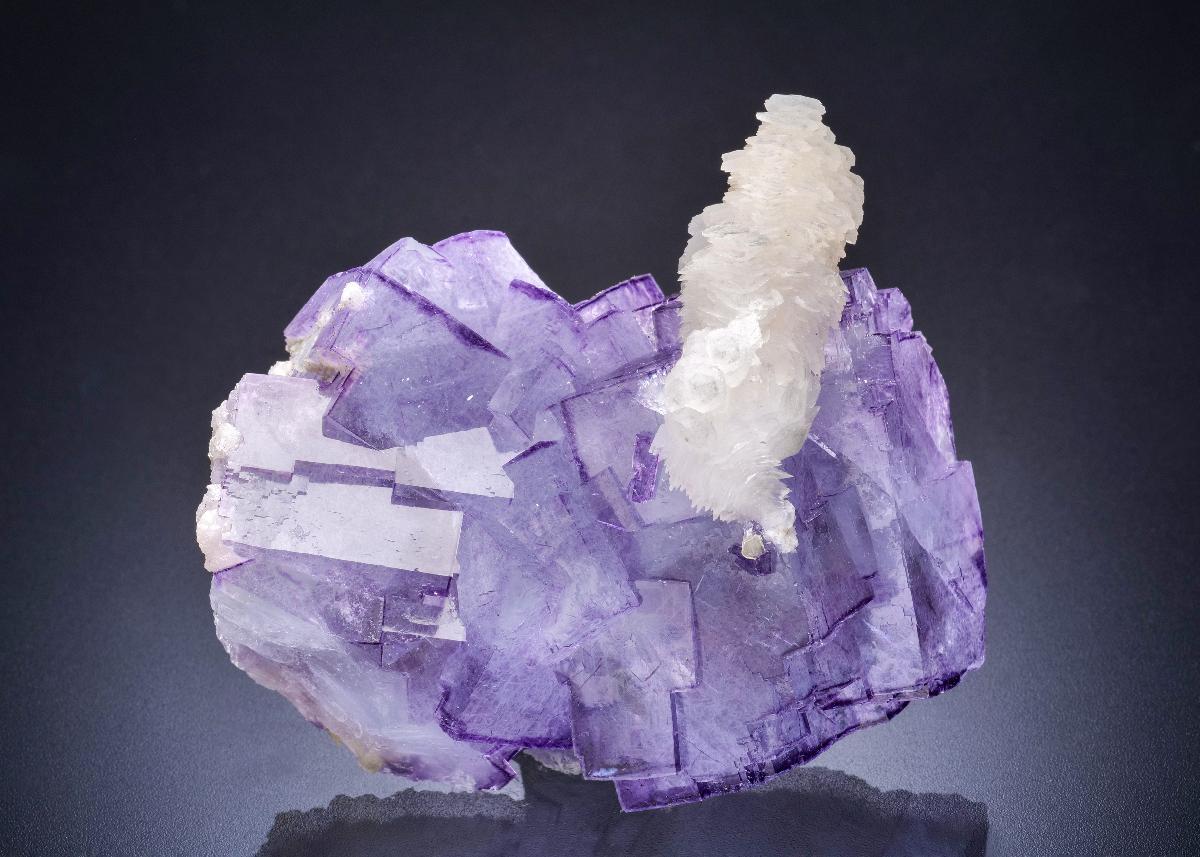 CC44790 specimen image