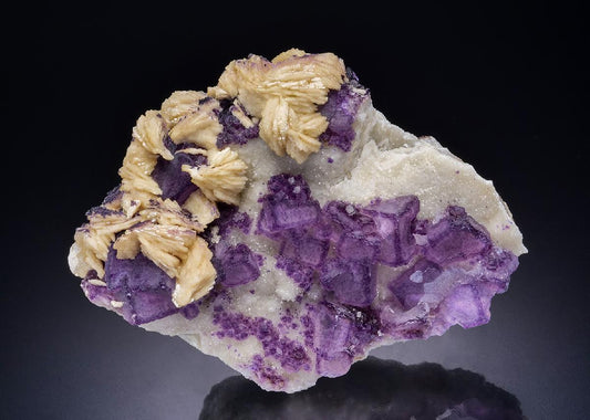 CC45186 specimen image