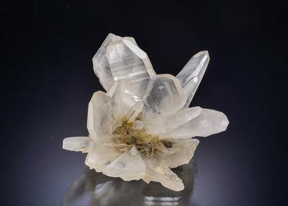 QUARTZ Japan Law Twin