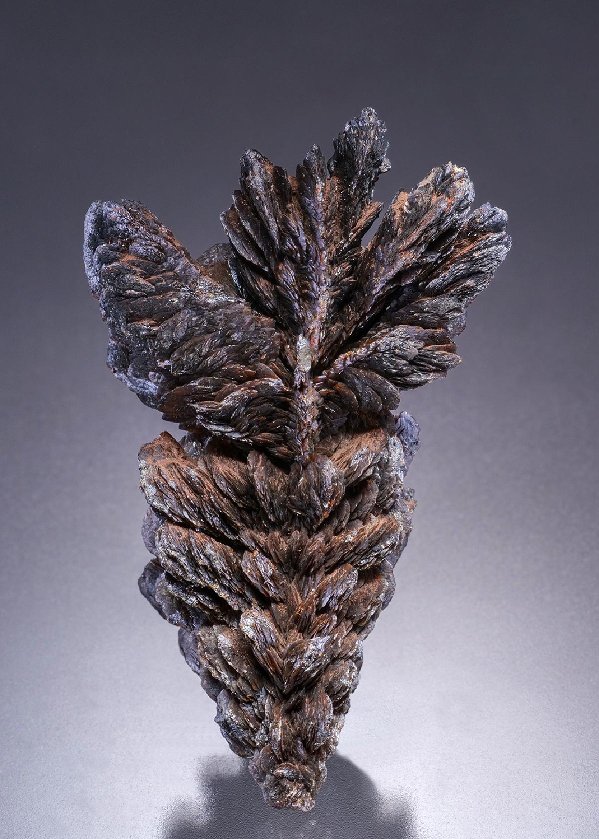 CC45342 specimen image