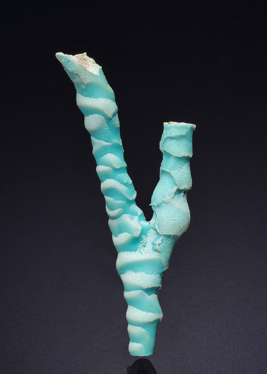 CC45526 specimen image