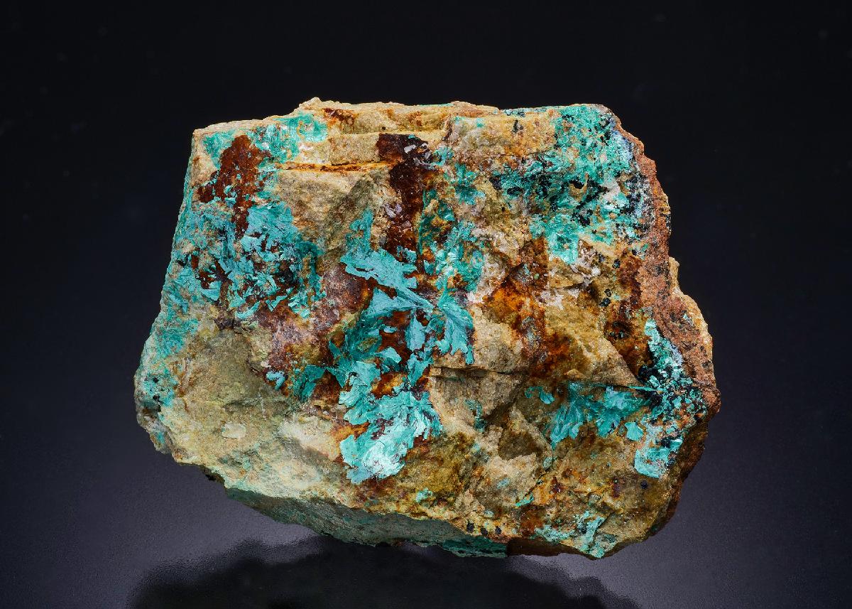 CC45718 specimen image
