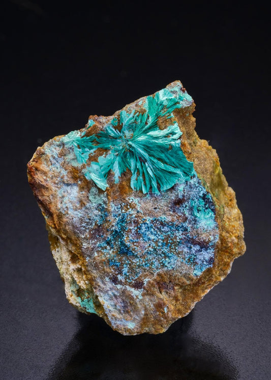 CC45728 specimen image