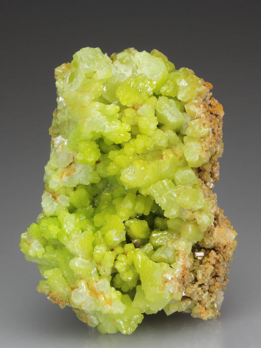 CC4576 specimen image