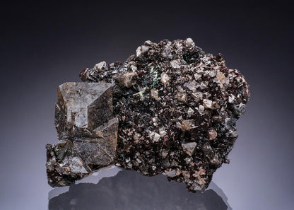 CC45892 specimen image