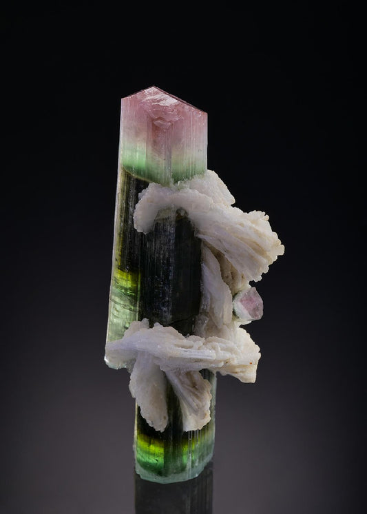 CC46146 specimen image