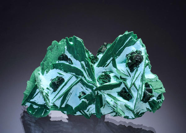 CC46320 specimen image