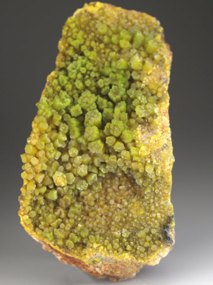 CC4633 specimen image
