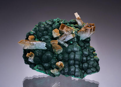CC46378 specimen image