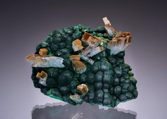 CC46378 specimen image