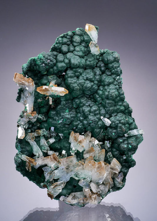 CC46388 specimen image