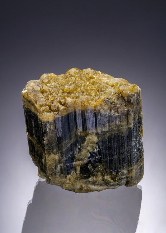 CC47006 specimen image