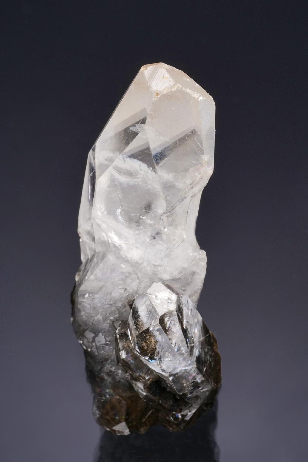 CC47578 specimen image