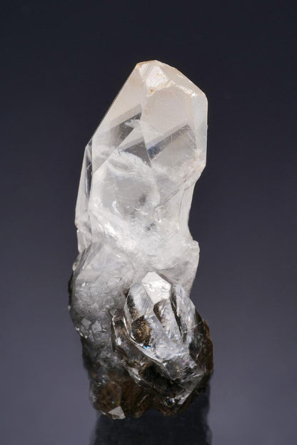CC47578 specimen image
