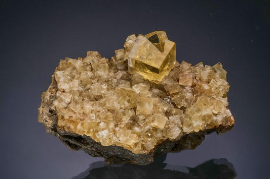 CC47634 specimen image