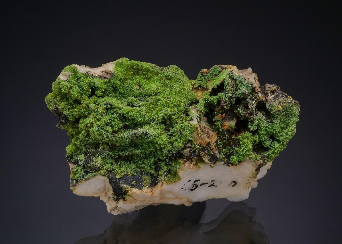 CC47650 specimen image