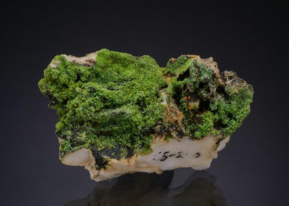CC47650 specimen image