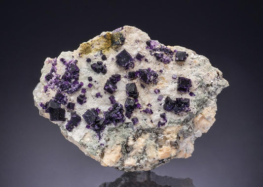 CC47770 specimen image