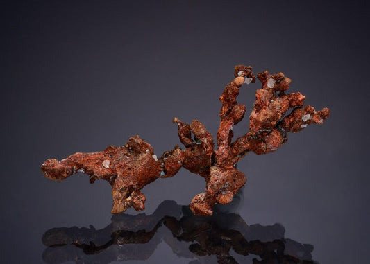 CC47918 specimen image