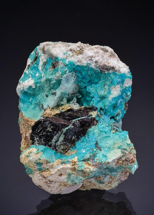 CC47936 specimen image
