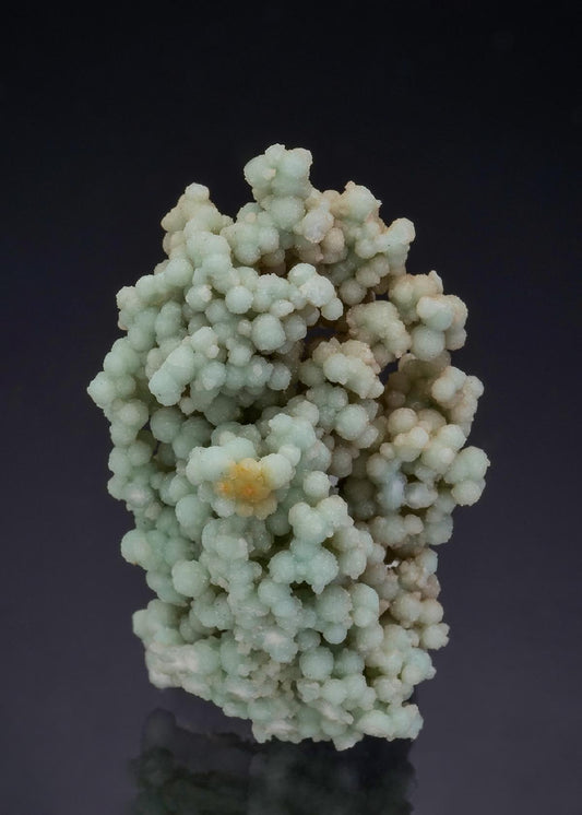 CC47970 specimen image