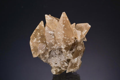CC48006 specimen image