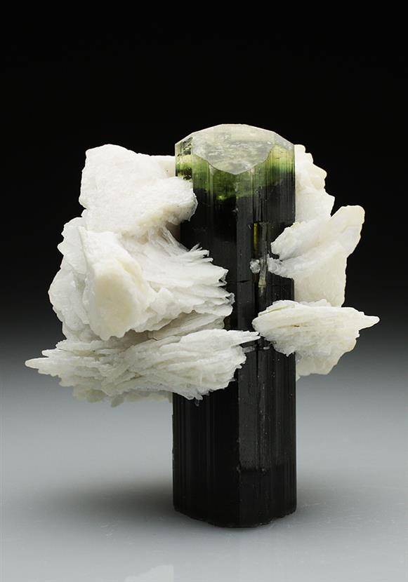 CC4836 specimen image