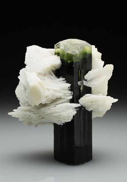 CC4836 specimen image