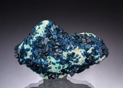 CC48954 specimen image