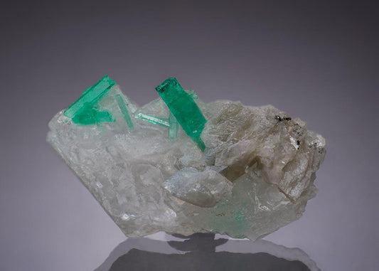CC49010 specimen image