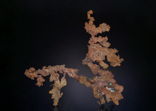 CC49088 specimen image