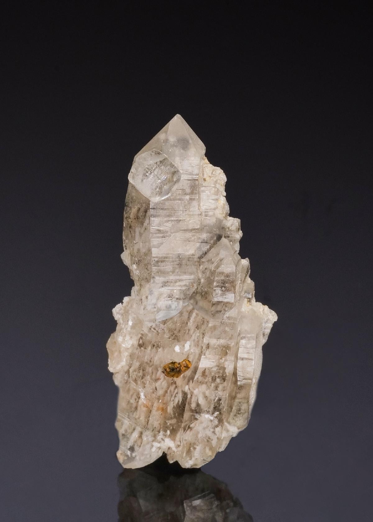 CC49202 specimen image