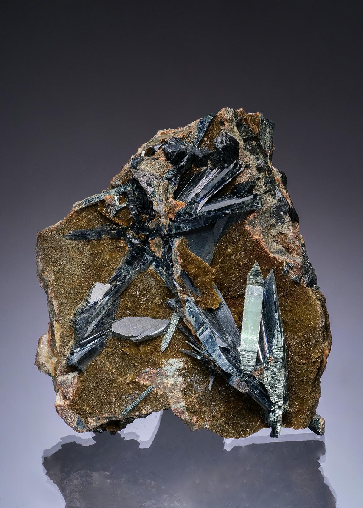 CC49364 specimen image