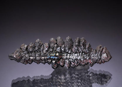 CC49386 specimen image
