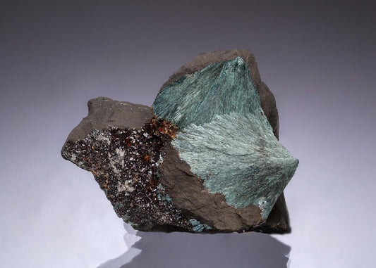 CC49388 specimen image