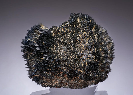 CC49390 specimen image
