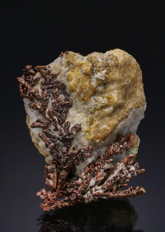 CC49442 specimen image