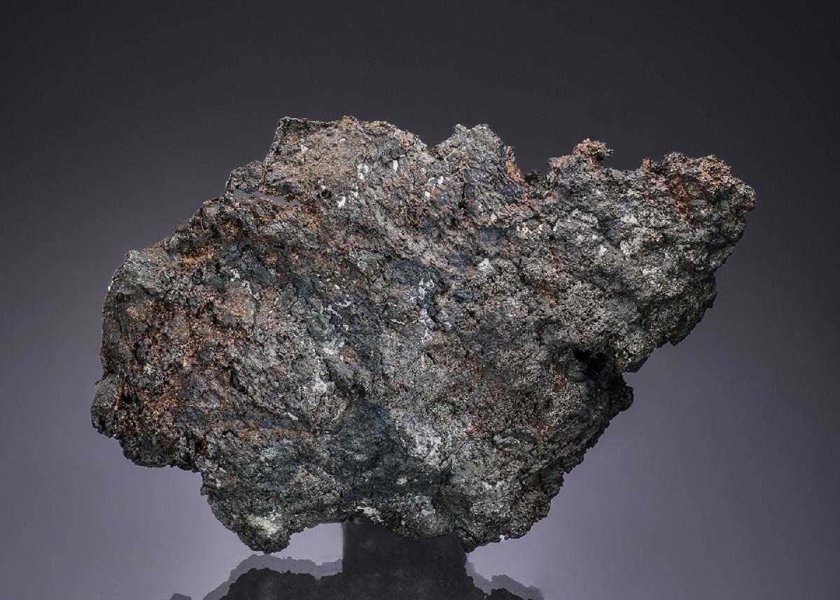 CC49502 specimen image